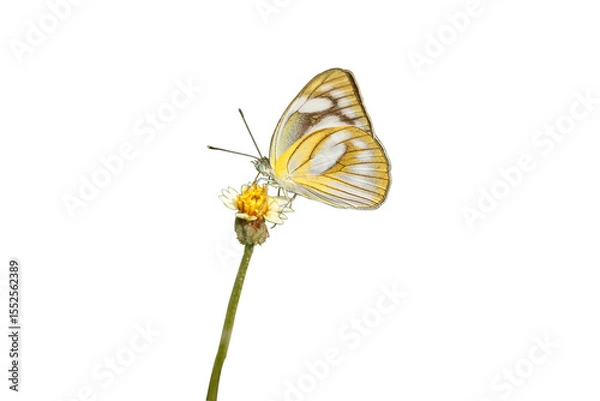 Fototapeta Butterfly with yellow and white wings with brown stripes on grass flower isolated on white background