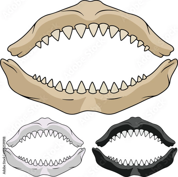 Fototapeta Vector illustration of predator jaws set. Open mouth with sharp teeth of a monster, dinosaur, or shark. Isolated on white background