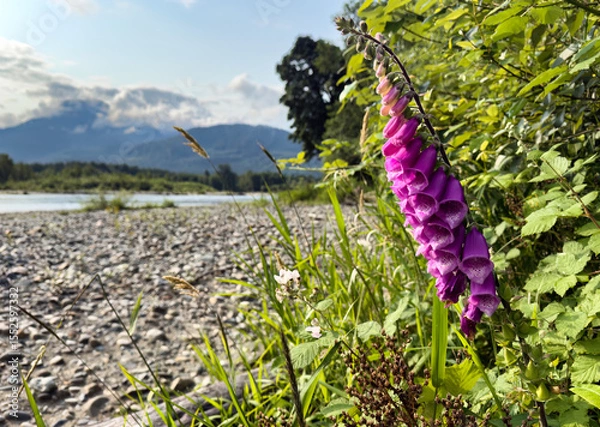 Fototapeta Wild purple foxglove flower on Skagit river during early summer season with river and mountains in background