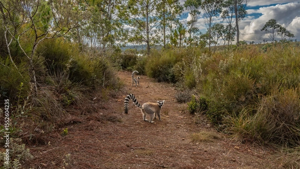 Fototapeta Ring-tailed catta lemurs on a red soil dirt track. Long striped tails are raised. There are thickets of tall grass, bushes, and trees on the sides of the path. Madagascar. Lemur Island. Nosy Soa Park