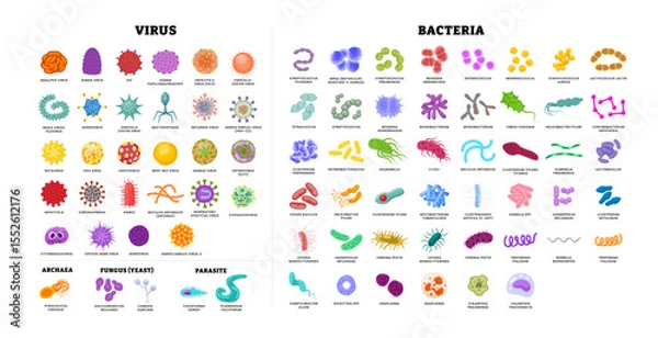 Fototapeta Different types of virus and bacteria set collection poster for healthcare education, Pathogenic bacteria, viruses and microbes, Disease germs, bacterium type, microorganism infection