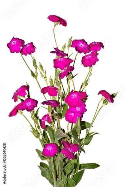 Obraz Bouquet of pink flowers isolated on white background