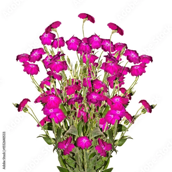 Obraz Bouquet of pink flowers isolated on white background