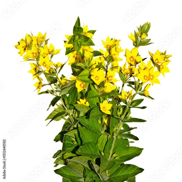 Obraz A bouquet of yellow garden flowers on a white background