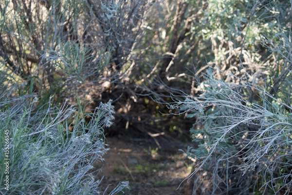 Fototapeta Sagebrush