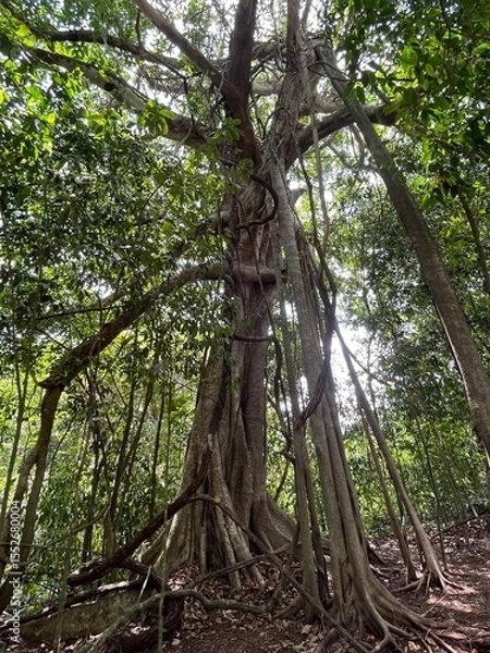 Obraz liany w dżungli