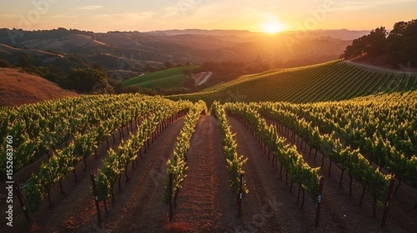 Obraz Lush vineyard with rolling green rows of grapevines under a golden sunset