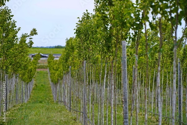 Fototapeta Plant nursery with various trees and shrubs in neat rows. Lush greenery, natural setting