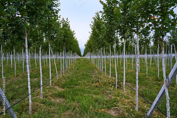 Fototapeta Plant nursery with various trees and shrubs in neat rows. Lush greenery, natural setting