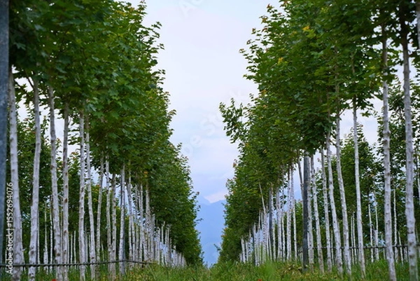 Fototapeta Plant nursery with various trees and shrubs in neat rows. Lush greenery, natural setting