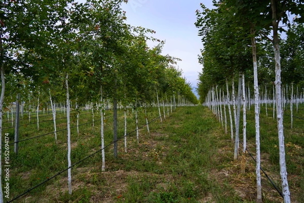 Fototapeta Plant nursery with various trees and shrubs in neat rows. Lush greenery, natural setting