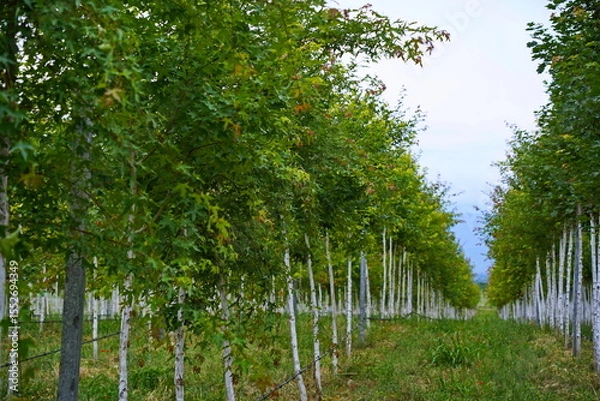 Fototapeta Plant nursery with various trees and shrubs in neat rows. Lush greenery, natural setting