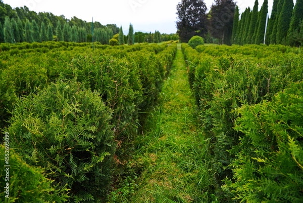 Fototapeta Plant nursery with various trees and shrubs in neat rows. Lush greenery, natural setting