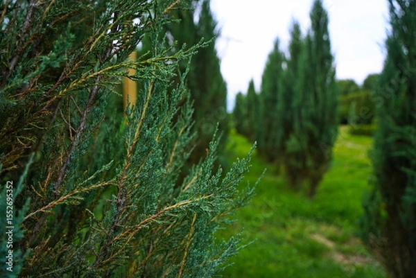 Fototapeta Plant nursery with various trees and shrubs in neat rows. Lush greenery, natural setting