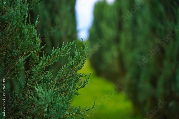 Fototapeta Plant nursery with various trees and shrubs in neat rows. Lush greenery, natural setting