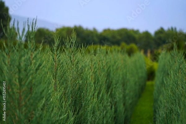 Fototapeta Plant nursery with various trees and shrubs in neat rows. Lush greenery, natural setting