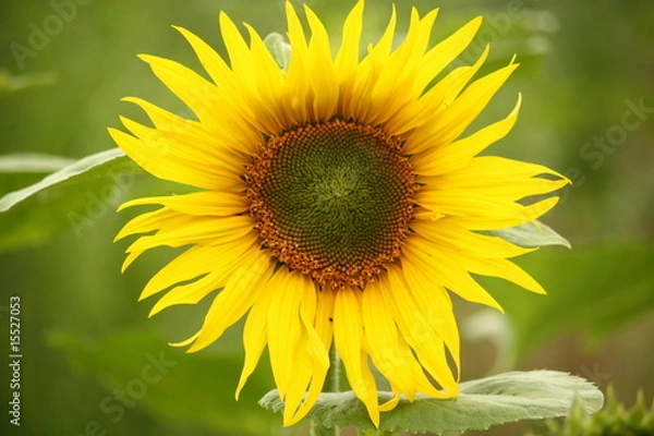 Obraz Sonnenblume