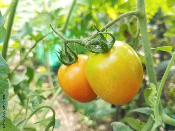 Fototapeta Fresh tomatoes still on tree in organic plant garden 