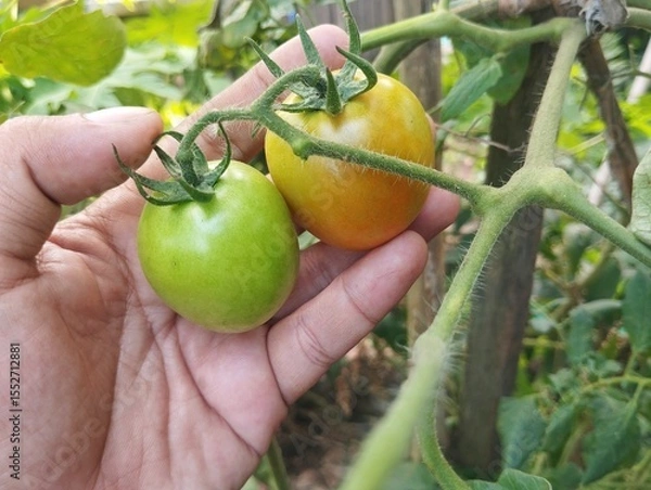 Fototapeta Hand holding fresh tomatoes on tree in organic plant garden 
