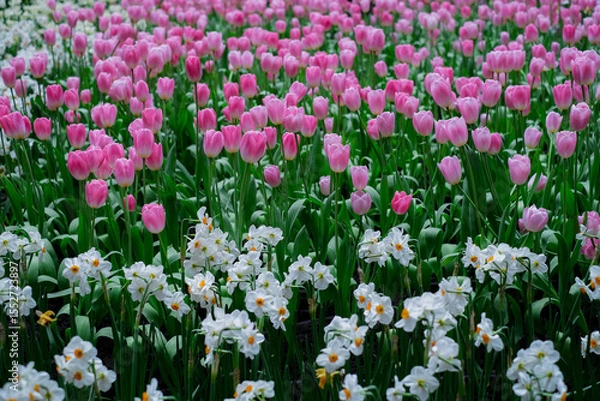 Fototapeta The contrast between the tall, graceful pink tulips and the smaller, cheerful delicate white daffodils creates a layered floral tapestry that bursts with the colors and textures of springtime beauty.