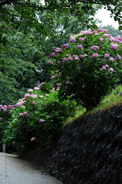 Obraz 多摩川台公園の紫陽花