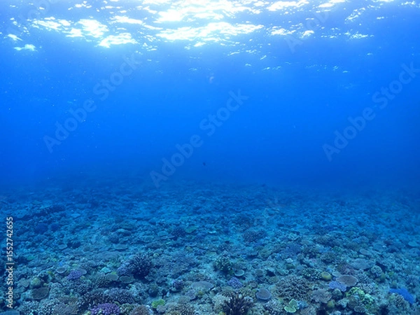Fototapeta 敷き詰められた珊瑚の森・石垣島海底
