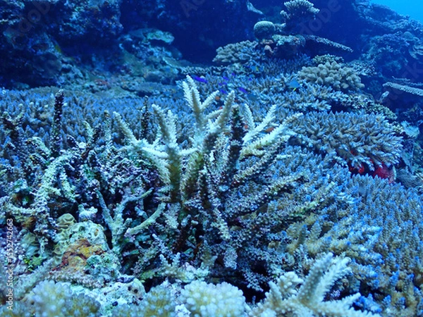 Obraz 沖縄石垣島海底のサンゴ