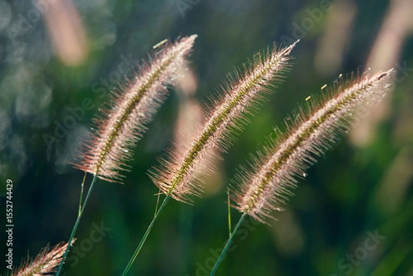 Fototapeta Delicate Grass Flower Heads with Soft Backlight in Nature Setting