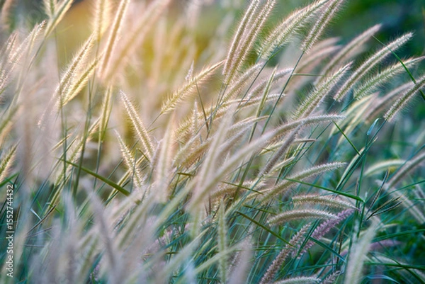 Fototapeta Soft Light on Delicate Grass Blades in a Natural Landscape Setting