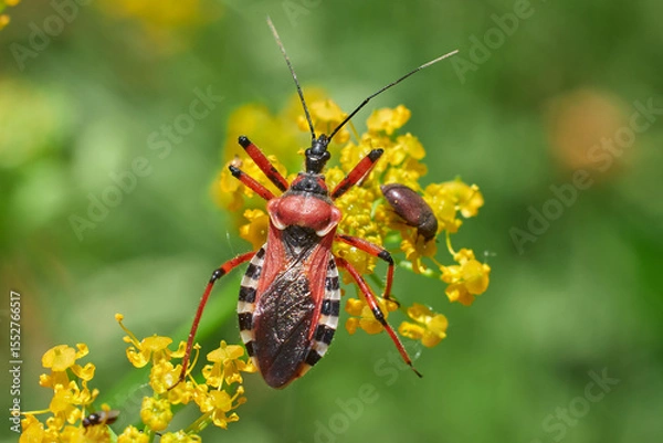 Obraz Rhynocoris