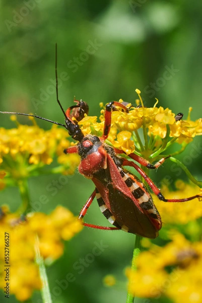 Obraz Rhinocoris annulatus
 
