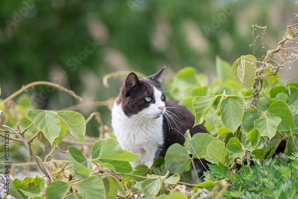 Fototapeta みつめる可愛い猫