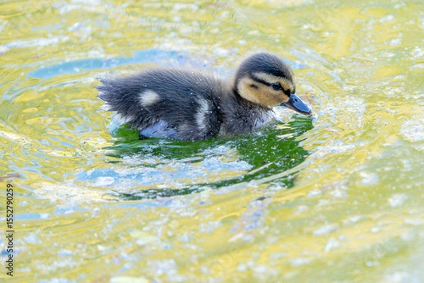 Obraz Patito, anade real