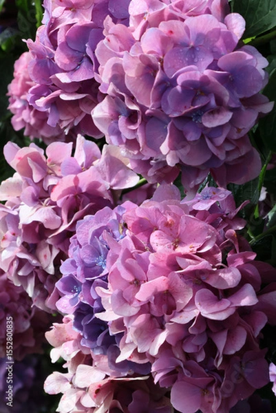Fototapeta 飛鳥山公園あたり　雨上がりのアジサイの頃