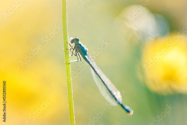 Obraz Damselfly in the eveninglight