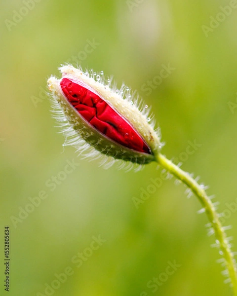 Fototapeta Poppy ready to unfold