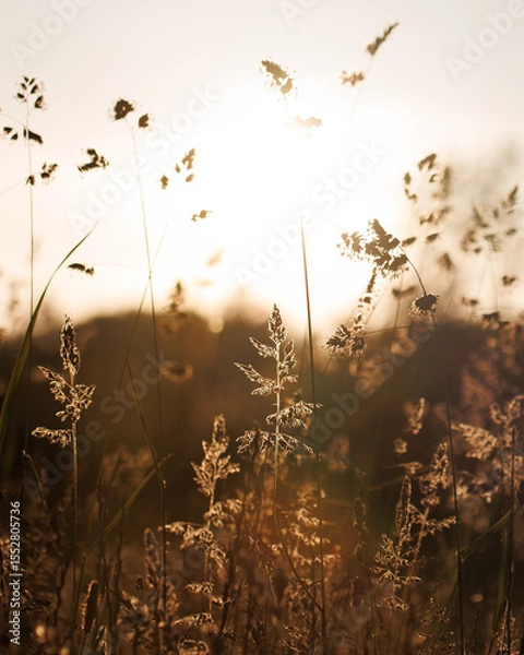 Obraz Sunrise on a field
