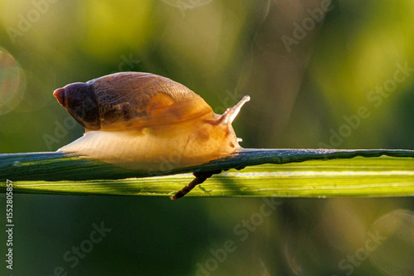 Fototapeta snail on a leaf