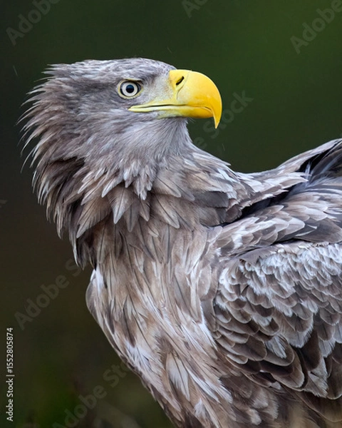 Obraz Eagle close-up portrait in the forest