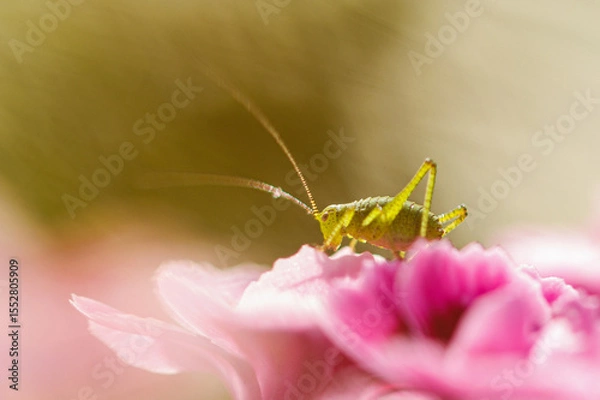 Fototapeta grasshopper on a flower