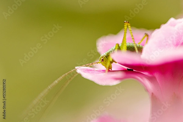 Fototapeta Grasshopper on a pink flower