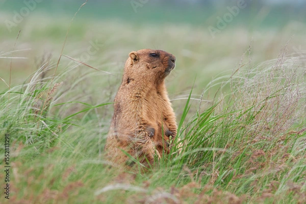 Fototapeta A steppe marmot stands in the grass