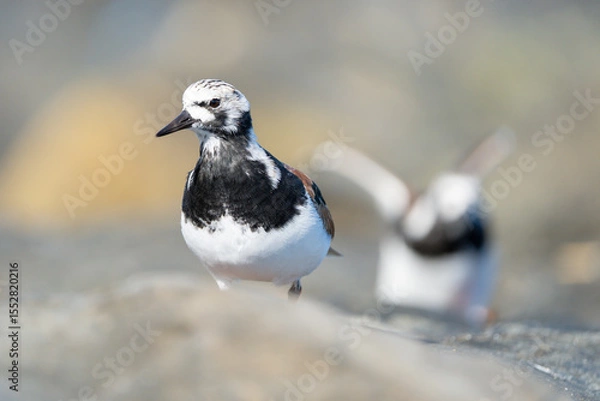 Obraz Vuelvepiedras, Turnstone