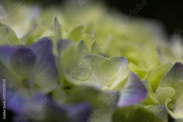 Obraz 雨の季節の使者