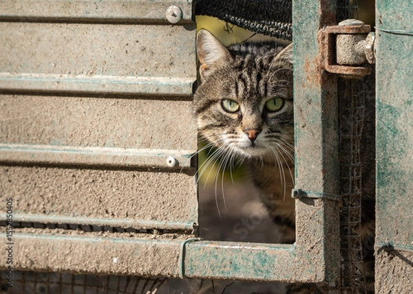 Fototapeta stray tabby cat peeking through a rusty gate in a feline colony enclosure. The animal’s alert eyes convey fear, survival instinct and resilience. Concept of abandonment and urban wildlife.