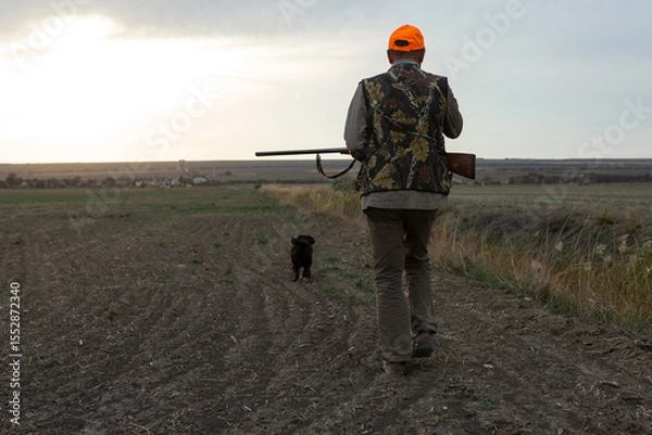 Fototapeta Mature man hunter with gun while walking on field with your dogs