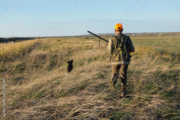 Fototapeta Mature man hunter with gun while walking on field with your dogs