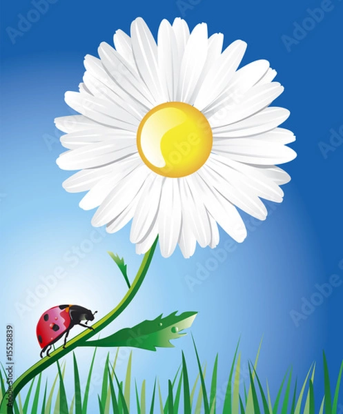 Fototapeta A daisy and a ladybug