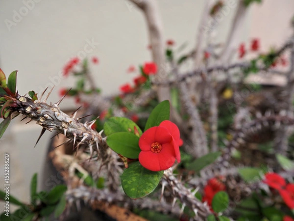 Fototapeta Close-up view of a Euphorbia milii flower surrounded by its spiky stems. A unique combination of delicate petals and thorn-covered branches.
