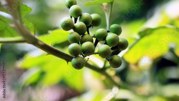 Obraz Pea eggplant fruit grows on trees.
